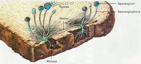 https://www.deilataylor.com/bread-mold-lab/breadmold1/